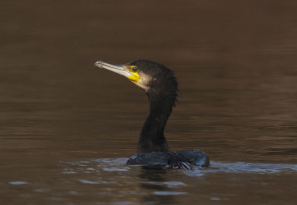Airone bianco e cormorani